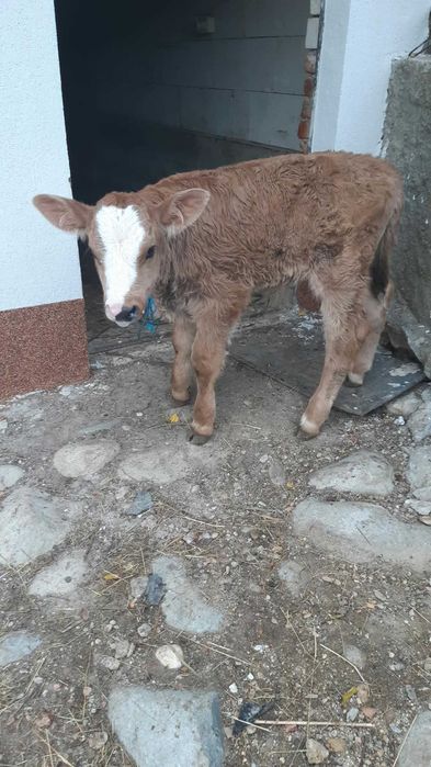 Vând vițel bălțat