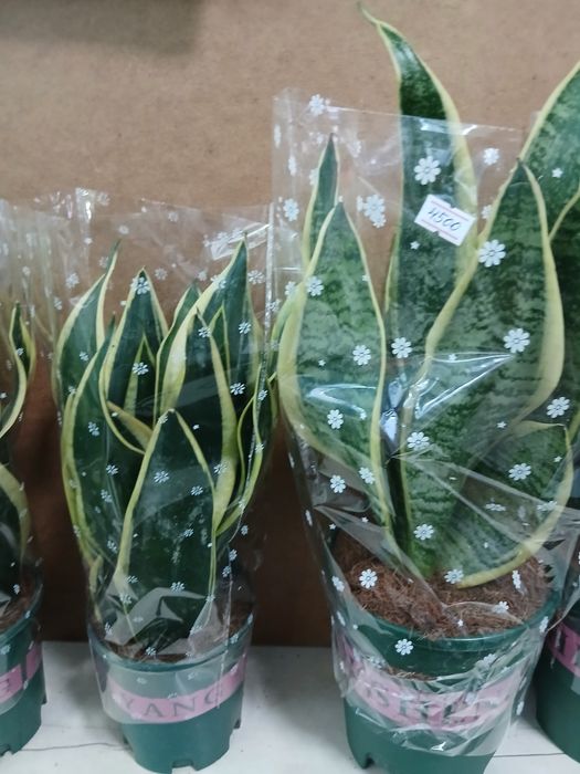 Сансивьерия разные распродажа