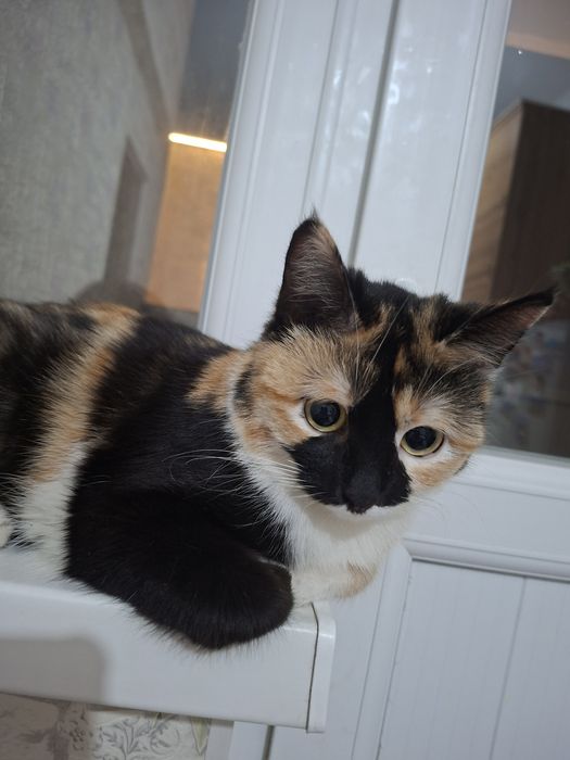 Кошка трехцветная