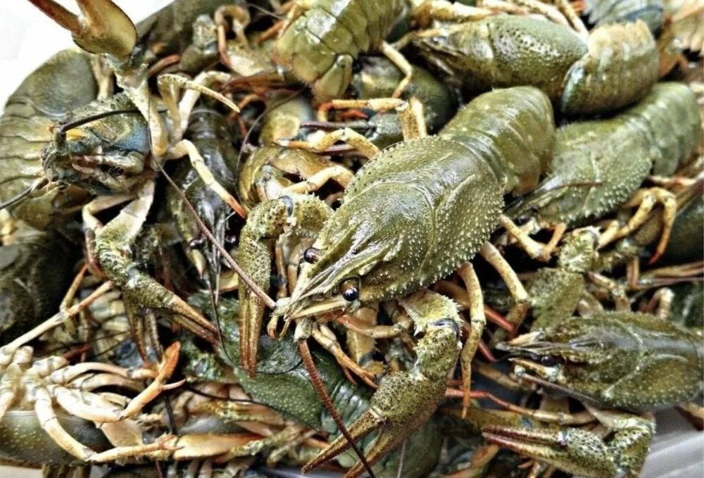 Раки  живые промытые живые