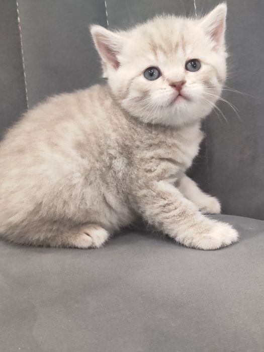 Британская девочка