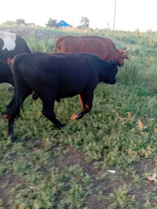 Продам быка , можно на доращивание