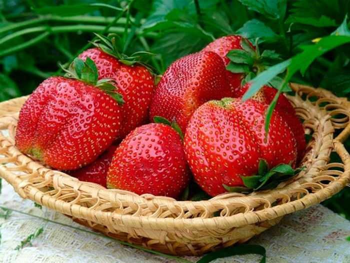 ПРОМОЦИЯ Разсад Ягоди и Малини Елитни Сортове