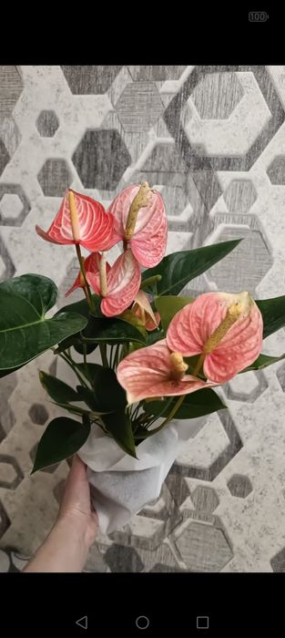 Азалия! Каланхоэ!Гордения!