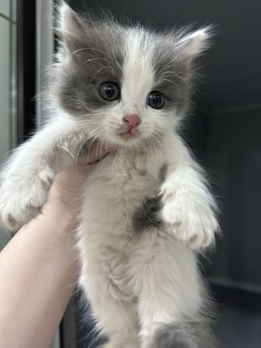 Отдам котят в добрые руки