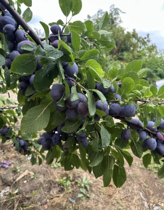 Vand prune la comanda pentru tuica
