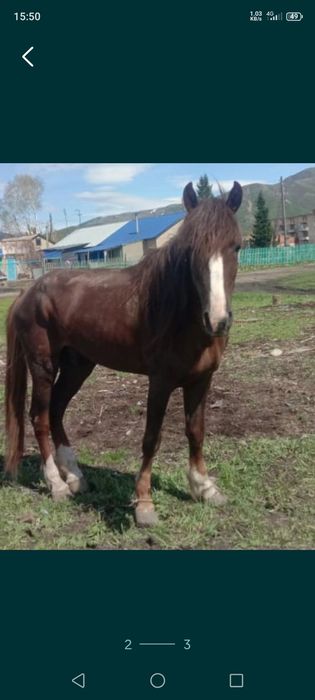 Продам жеребца иноходец срочно