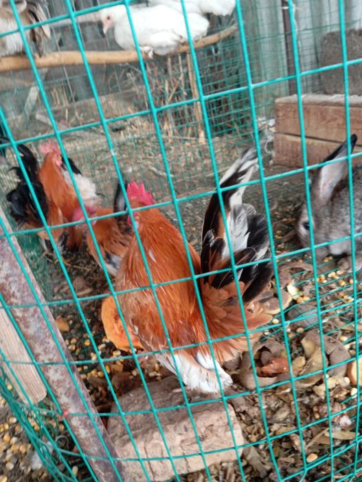 Серема хорозлари сотилади