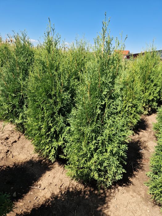 Tuya Occidentalis Columnara (tuya columnară)