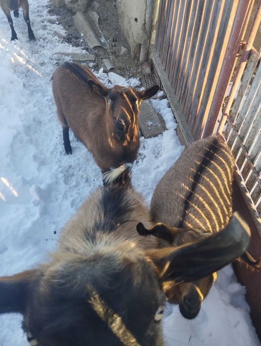 Capre alpin  de vânzare