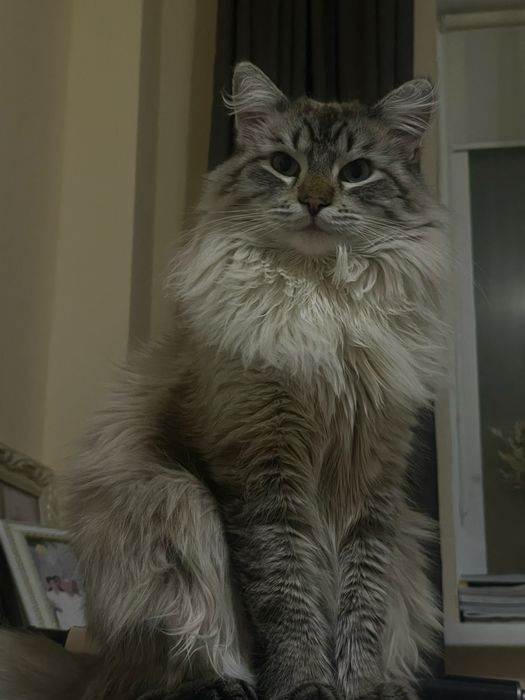 Отдам Кота в хорошие руки