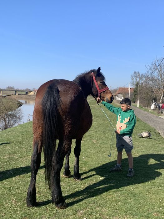 Vând iapa de 4 ani sau dau pe o vaca cu lapte