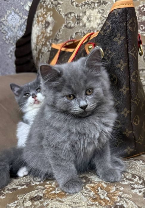 Скотиш страйт мальчик