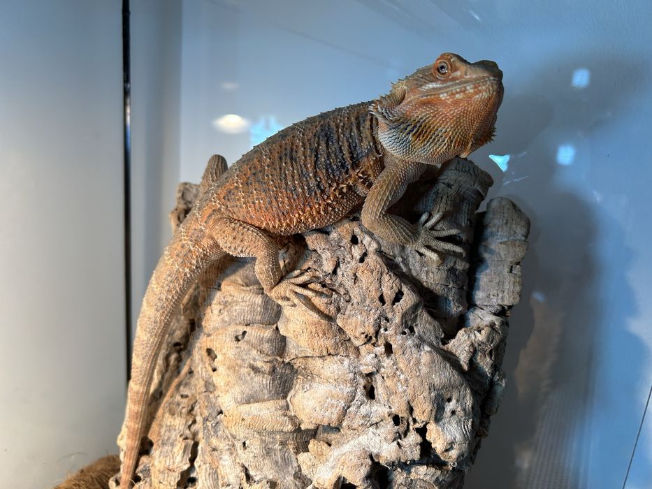 Брадата агама и терариум