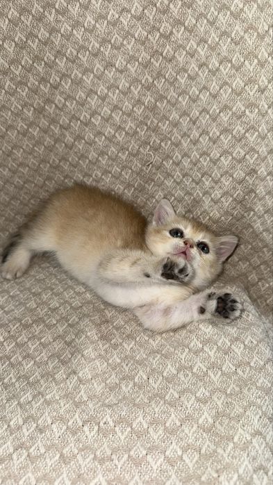Котята британские Шиншиллы