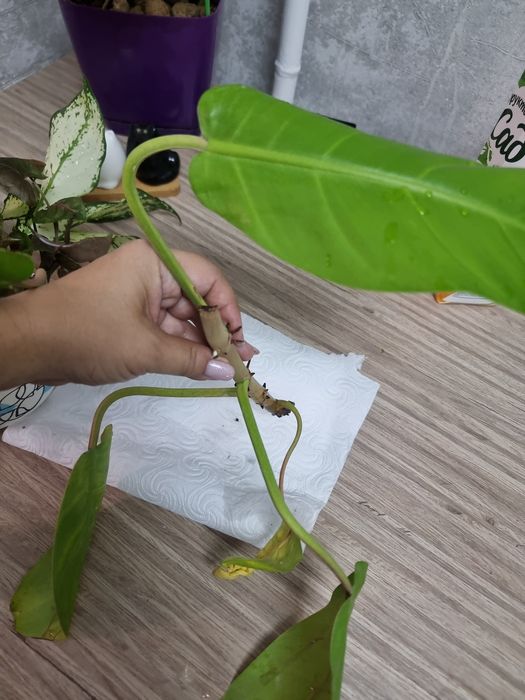 Филоденлрон из Тайланда