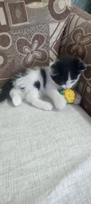 Отдам  котенка девочка  хорошие руки