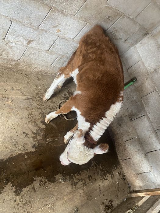 Бұзаулы сиыр сатылады