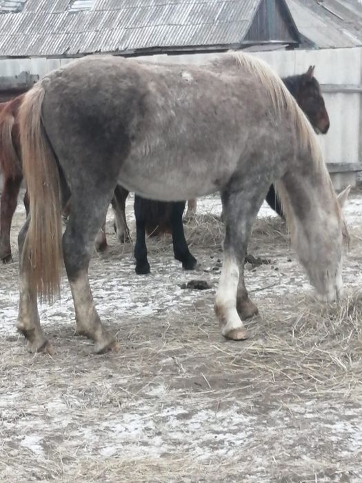 Құнан сатылады. Айғырлыққа, ірі, першерон тұқымы