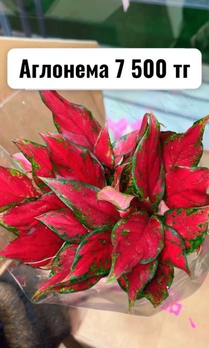 Комнатные растения цветы