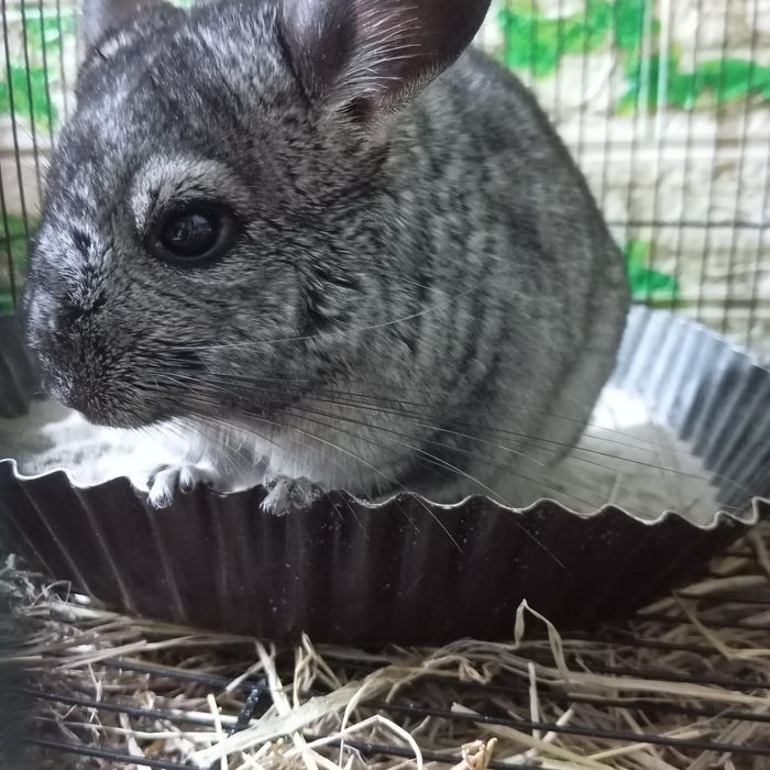 Продам.Шиншылу..