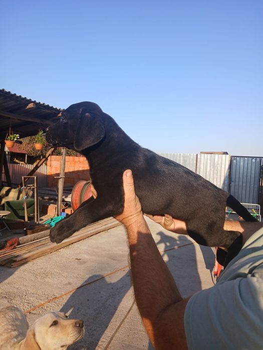 Labrador Retriever