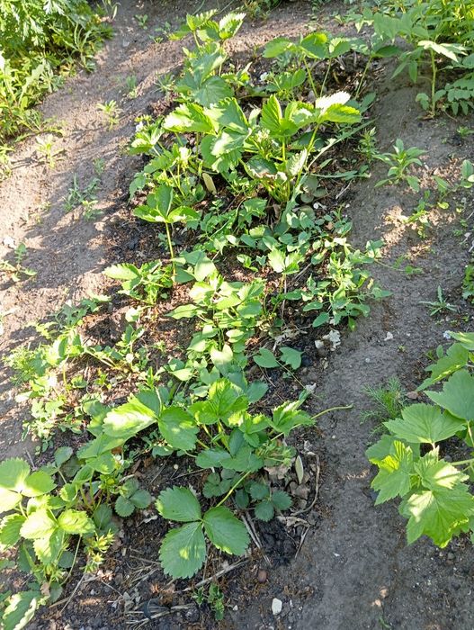 Дача в СО "Краснопартизанское"