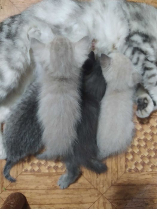 Котята в подарок