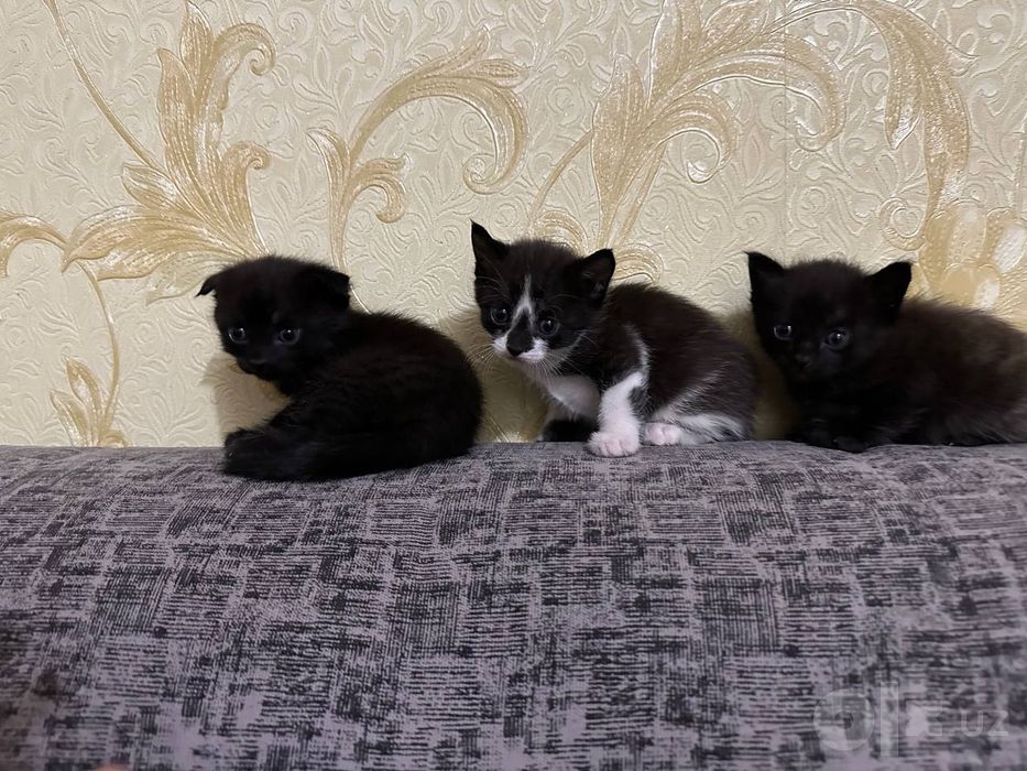 Мушукчалар домашний