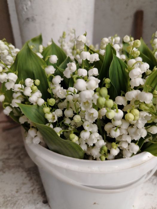 Серебристый ландыш-ароматные букетики сортового ландыша