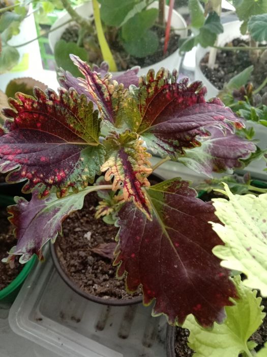 Комнатные цветы для вас