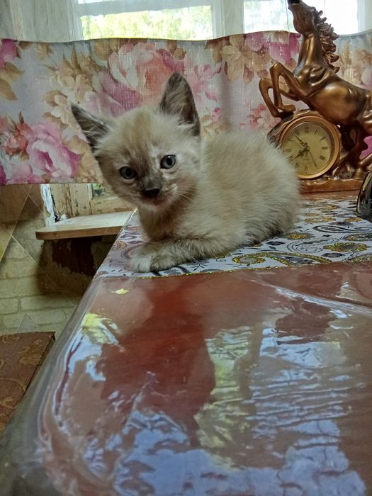 Отдам котят в добрые руки