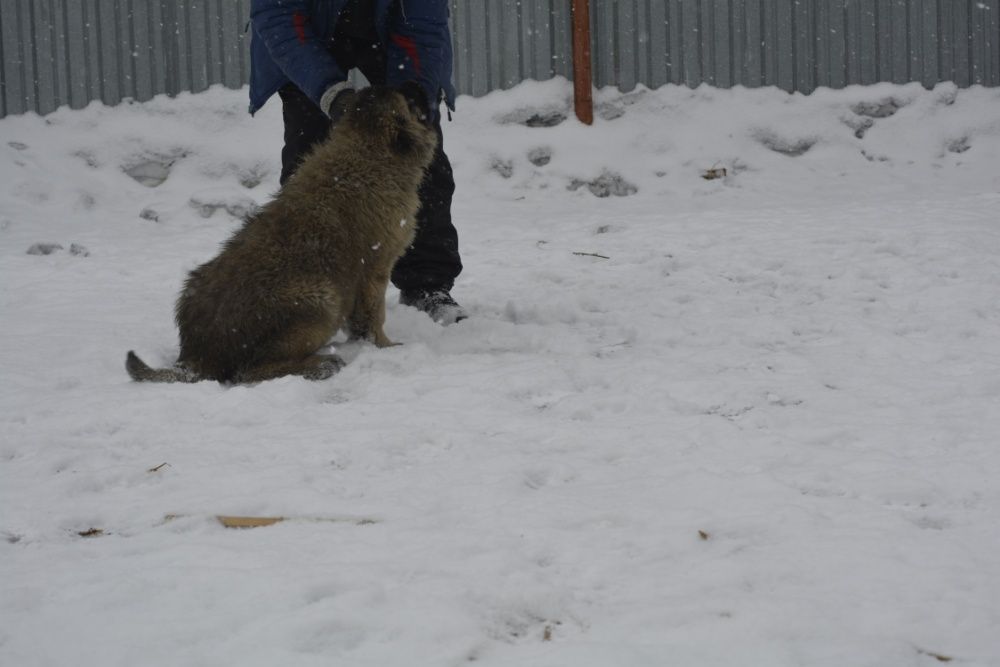 щенки кавказской овчарки