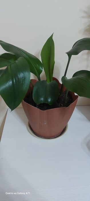 Комнатные растения