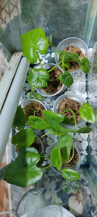 Детки Алоказия Арма