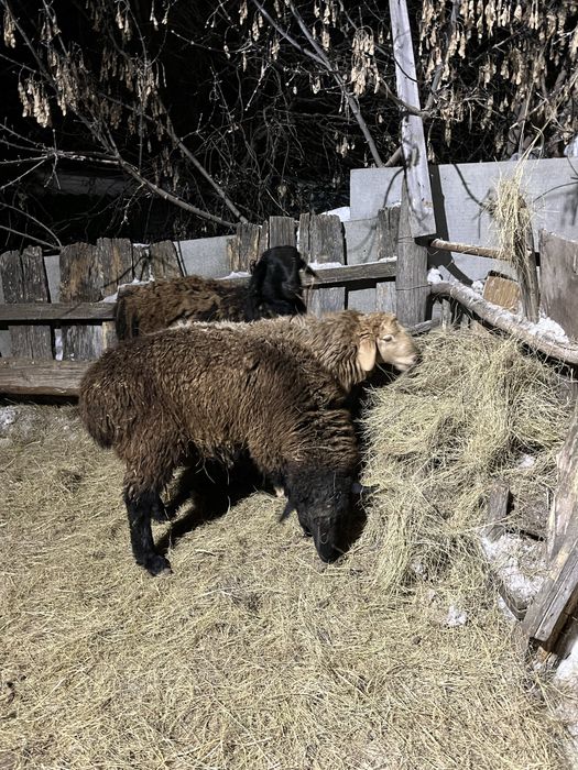 3 кошкар сатылады,откорм