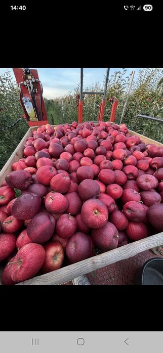 Mere de vânzare. Cantitate mare. Calitate superioară