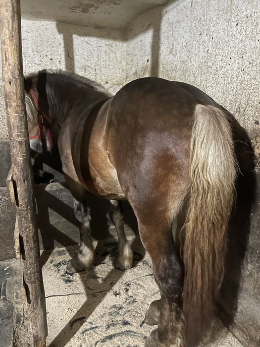 Vand armasar de 2 ani