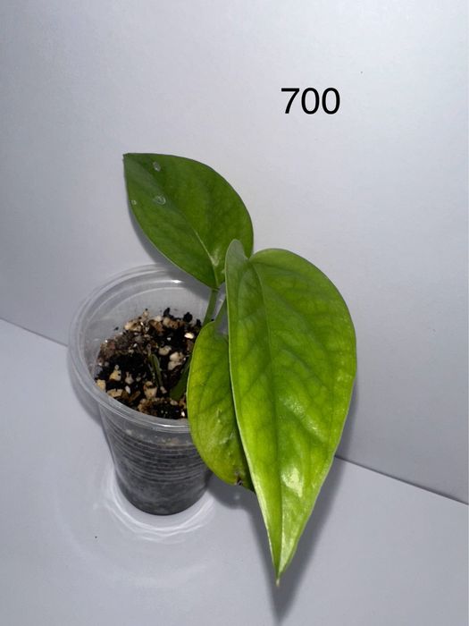 Продам черенки комнатных растений