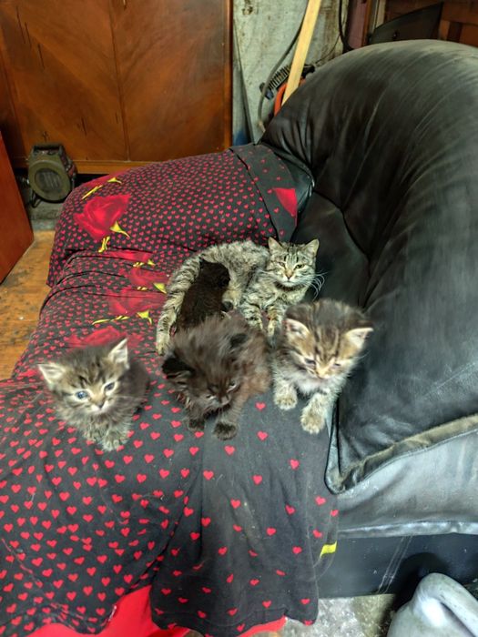 Котята бесплатно