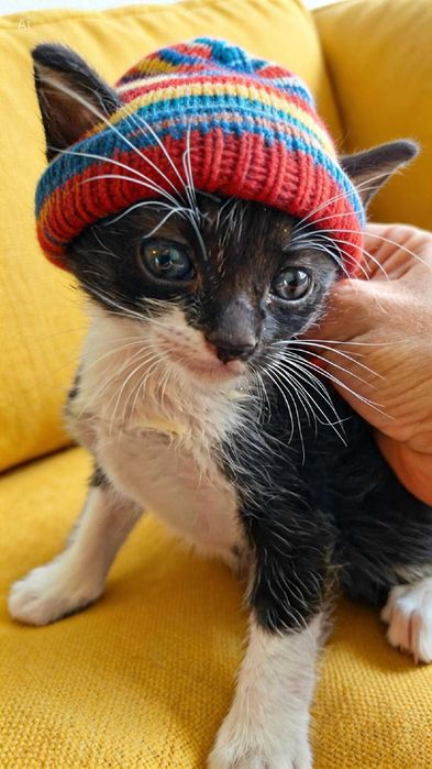 Adoptie pui de pisica superb