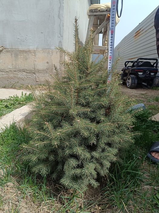 Елка высота 75-80 см