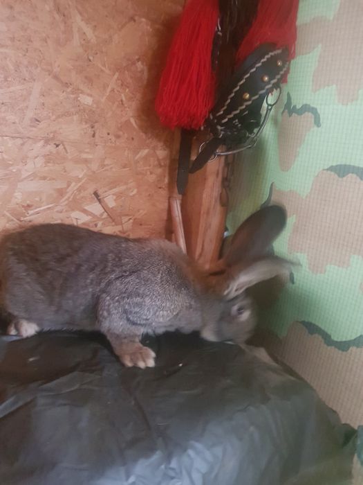 Urias german caută casa