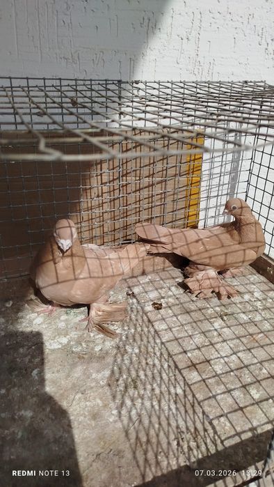 Голуби, по парам