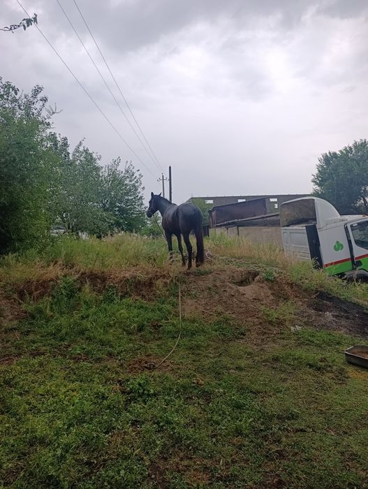 2 Жасар Тай сатылады