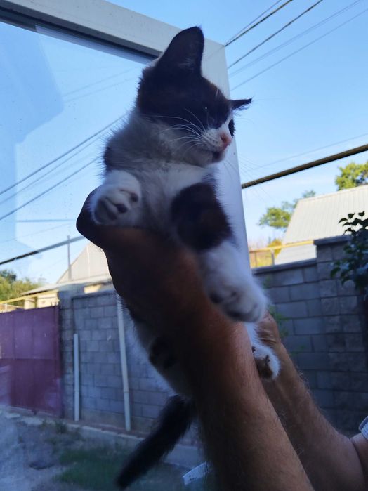 Отдам котят в хорошие руки