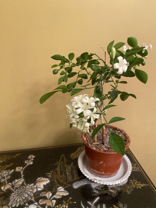 Великолепная мурайя, очень декоративный цветок