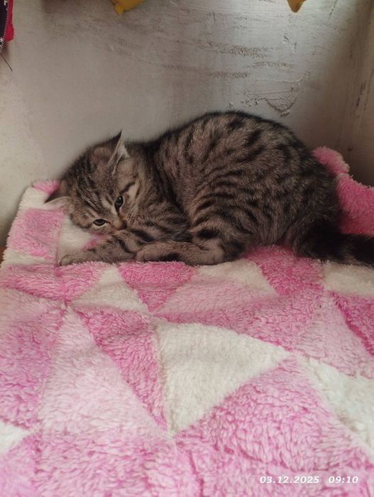 Срочно пристраивается кошечка