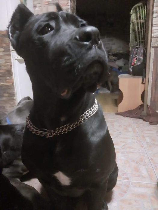 Продатся щенки «Кане Корсо» (Девочка)