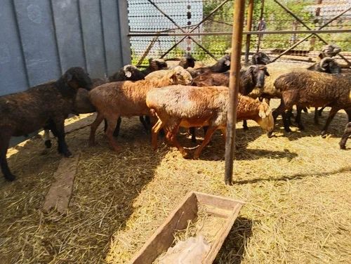 Бараны в городе на Горького